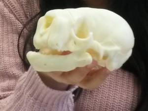 3D-Druck eines Baby-Walrossschädels